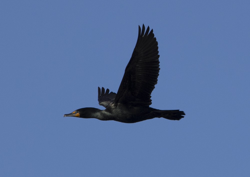 Double-crested Cormorant - ML101376241