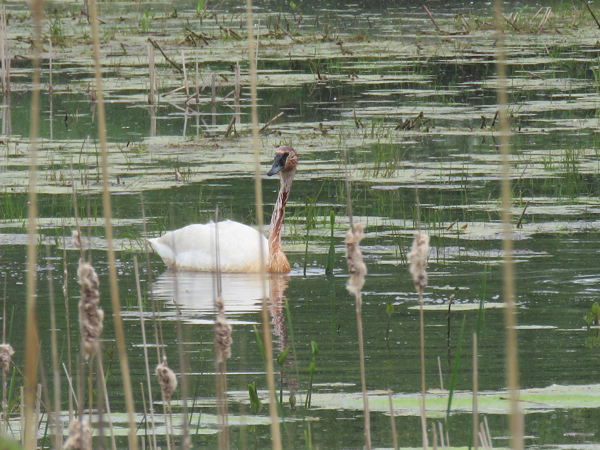 Trumpeter Swan - Gayle McKay