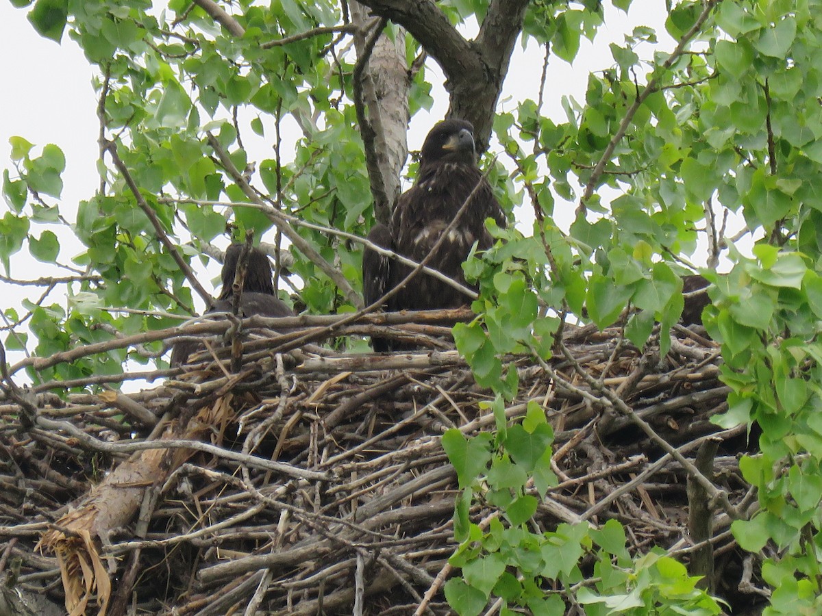 Bald Eagle - ML101377961