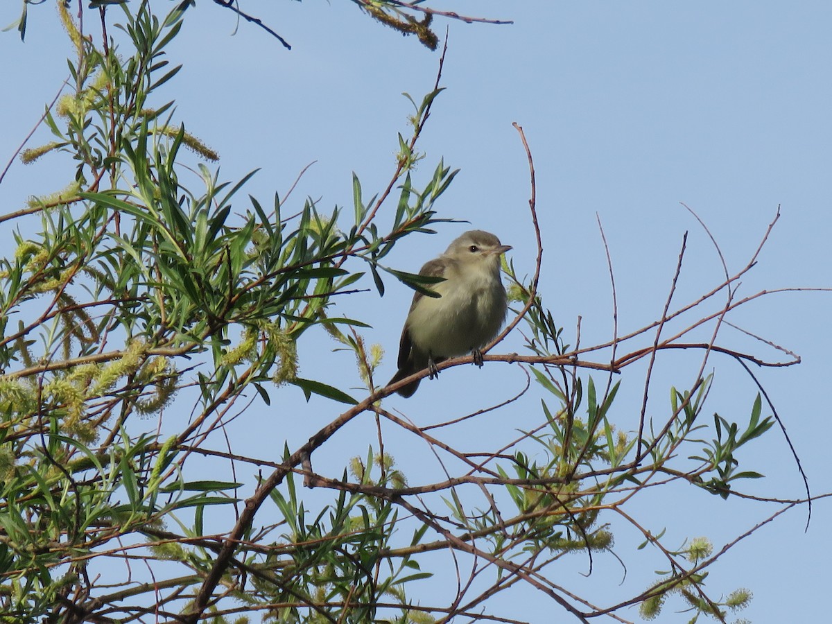 Warbling Vireo - ML101378231