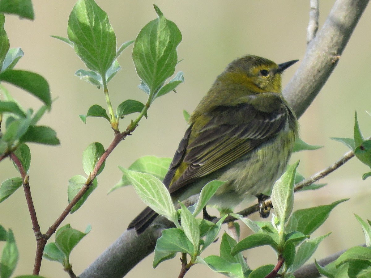 Cape May Warbler - ML101378431