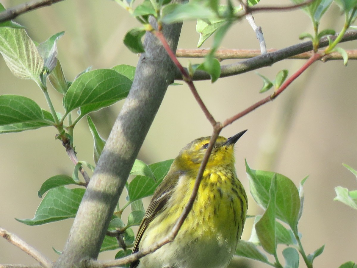 Cape May Warbler - ML101378461