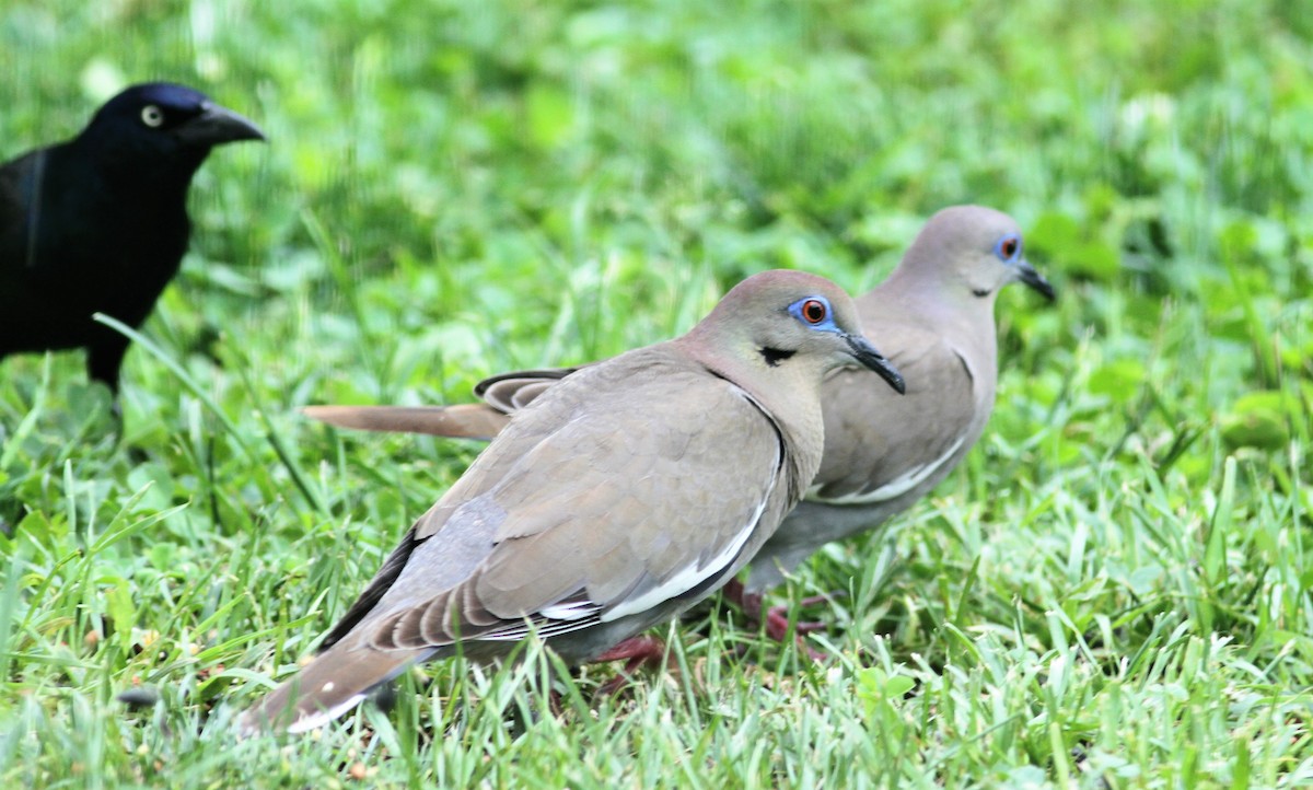 White-winged Dove - ML101382741