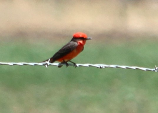 Vermilion Flycatcher - ML101382961