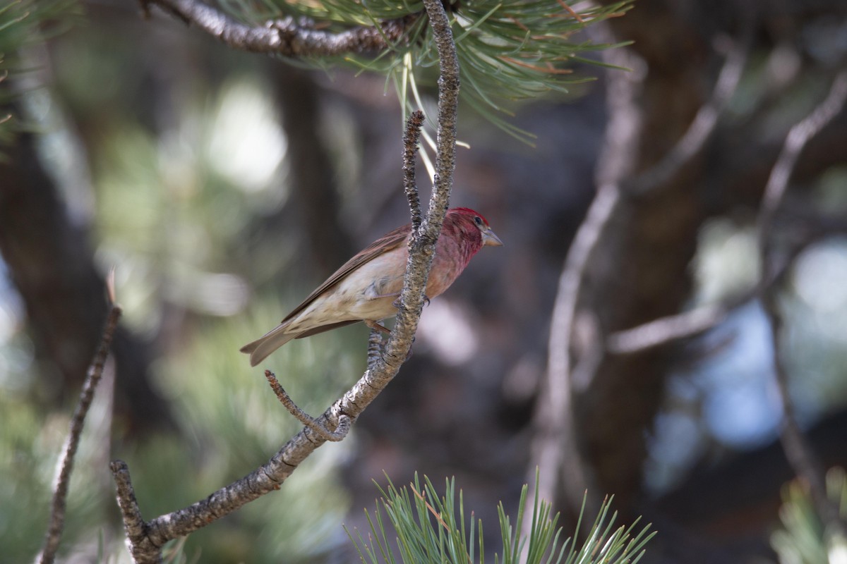 Cassin's Finch - ML101383941