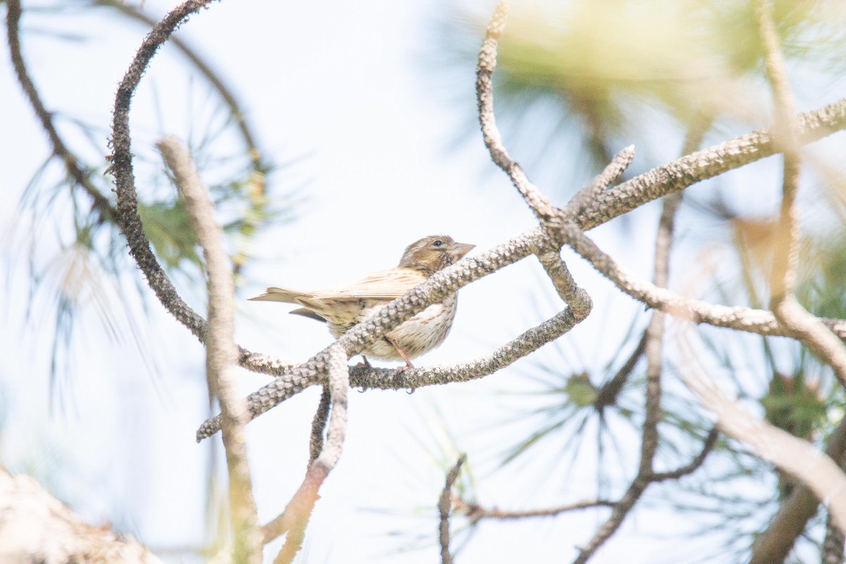 Cassin's Finch - ML101383951