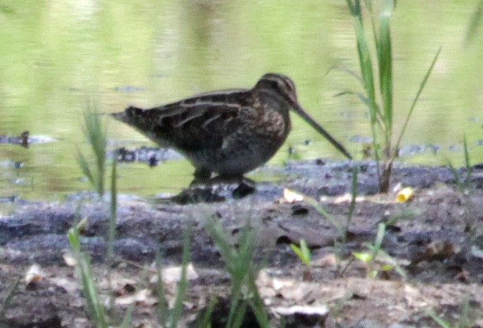 Wilson's Snipe - ML101384311