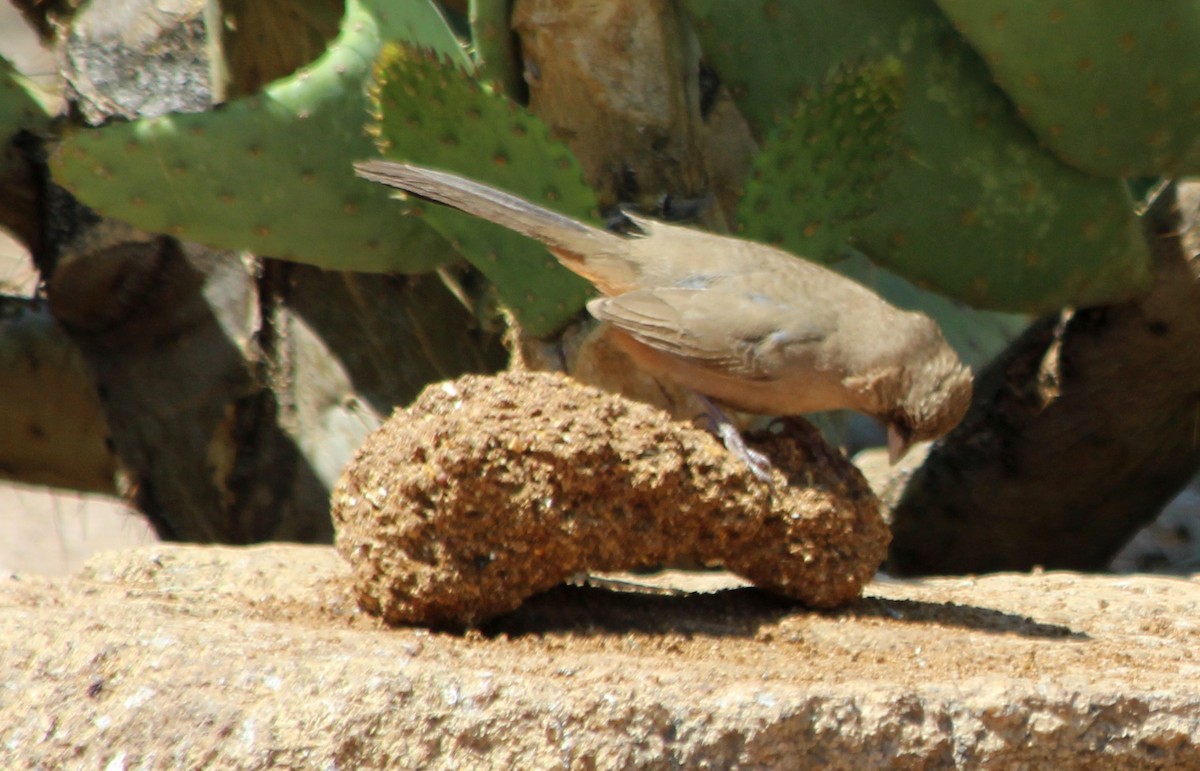 Canyon/Abert's Towhee - Sara Danta