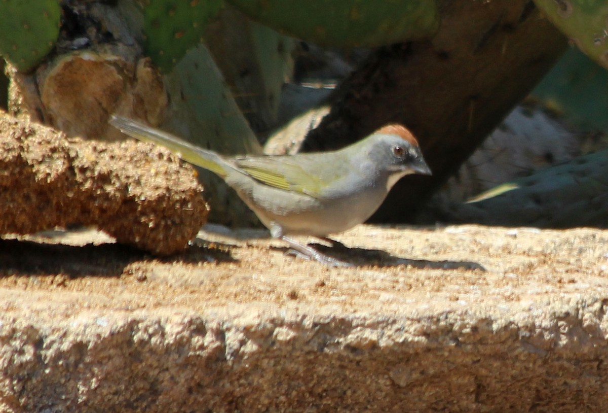 Green-tailed Towhee - Sara Danta