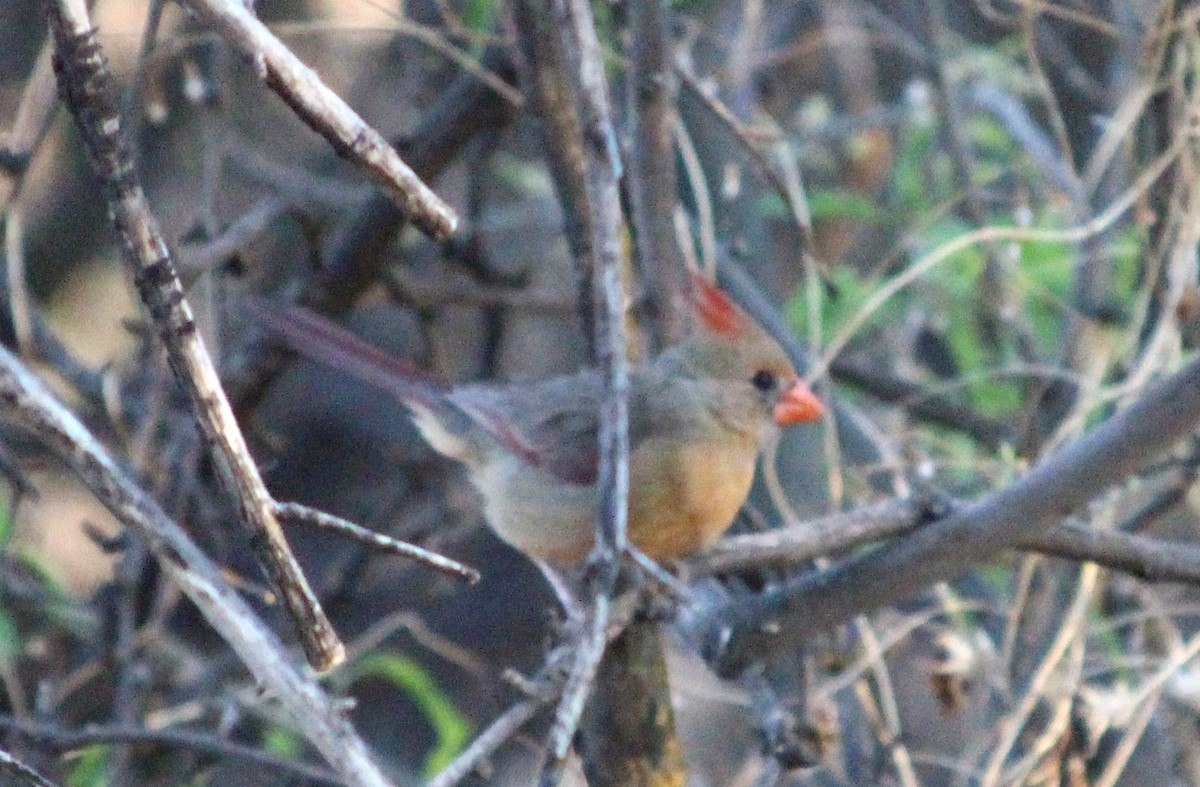 Cardinal rouge - ML101385311