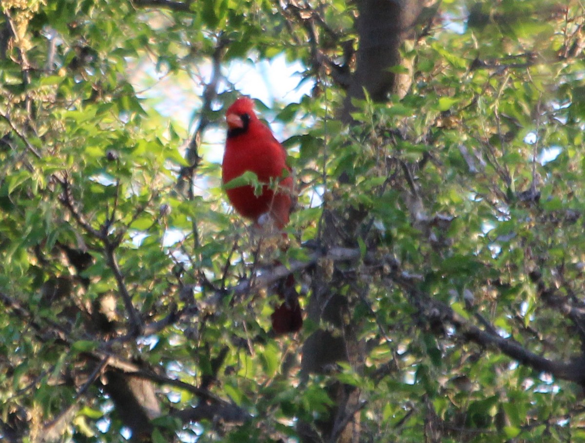 Northern Cardinal - ML101385351