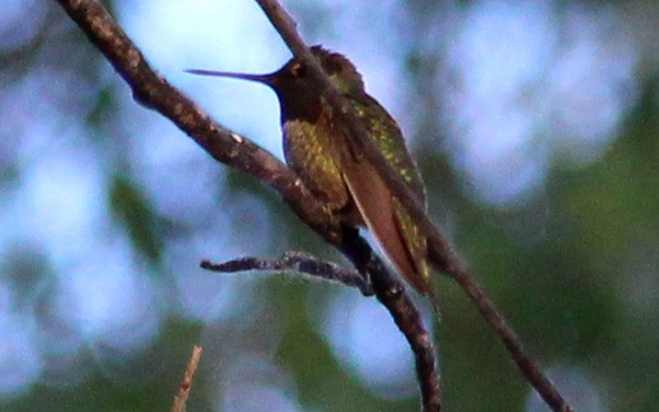 rødmaskekolibri - ML101385481