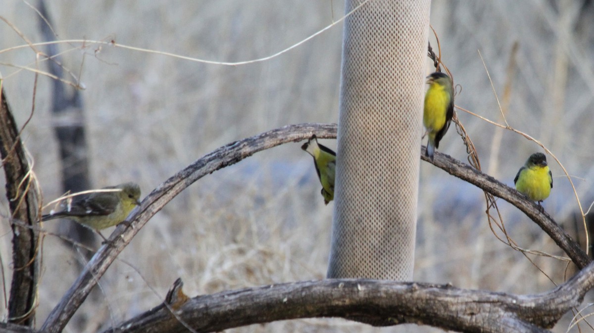 Lesser Goldfinch - ML101385851