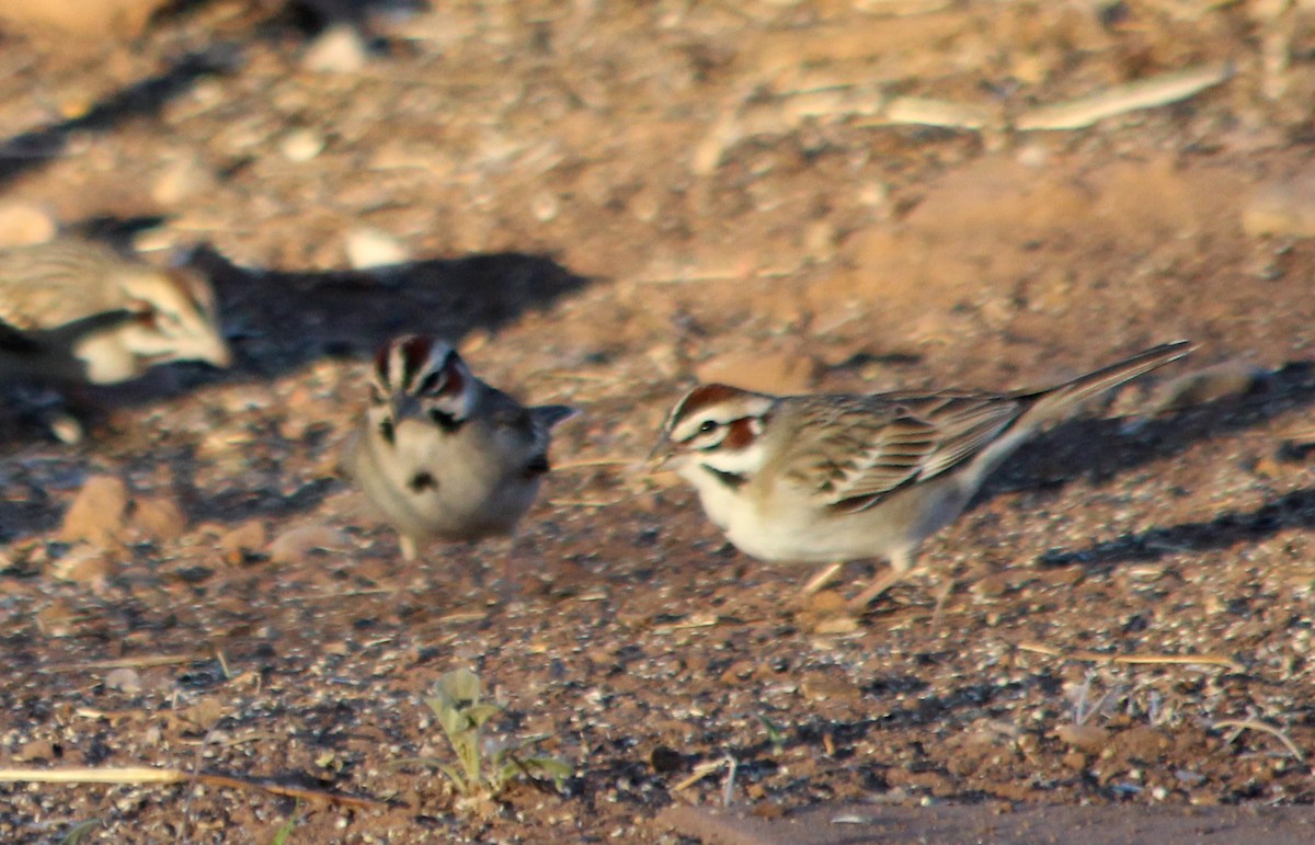 Lark Sparrow - ML101386011