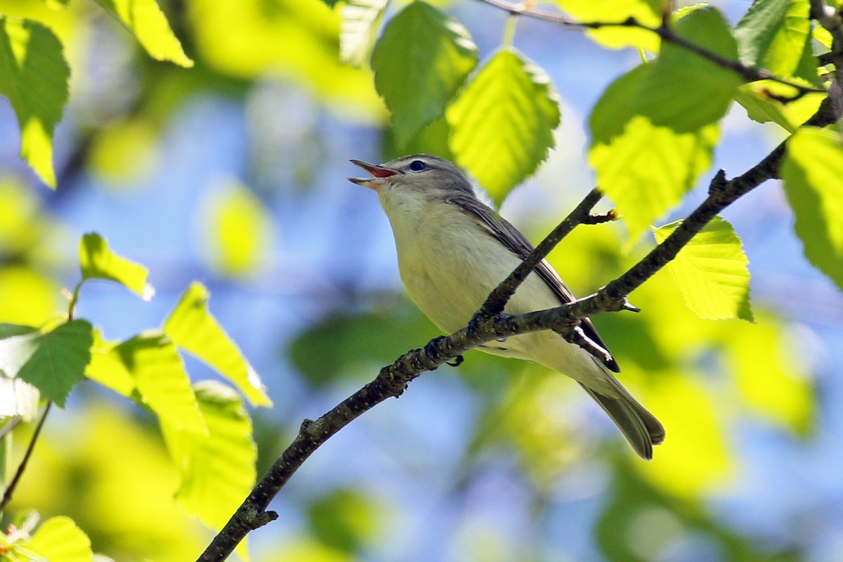 Warbling Vireo - ML101387361