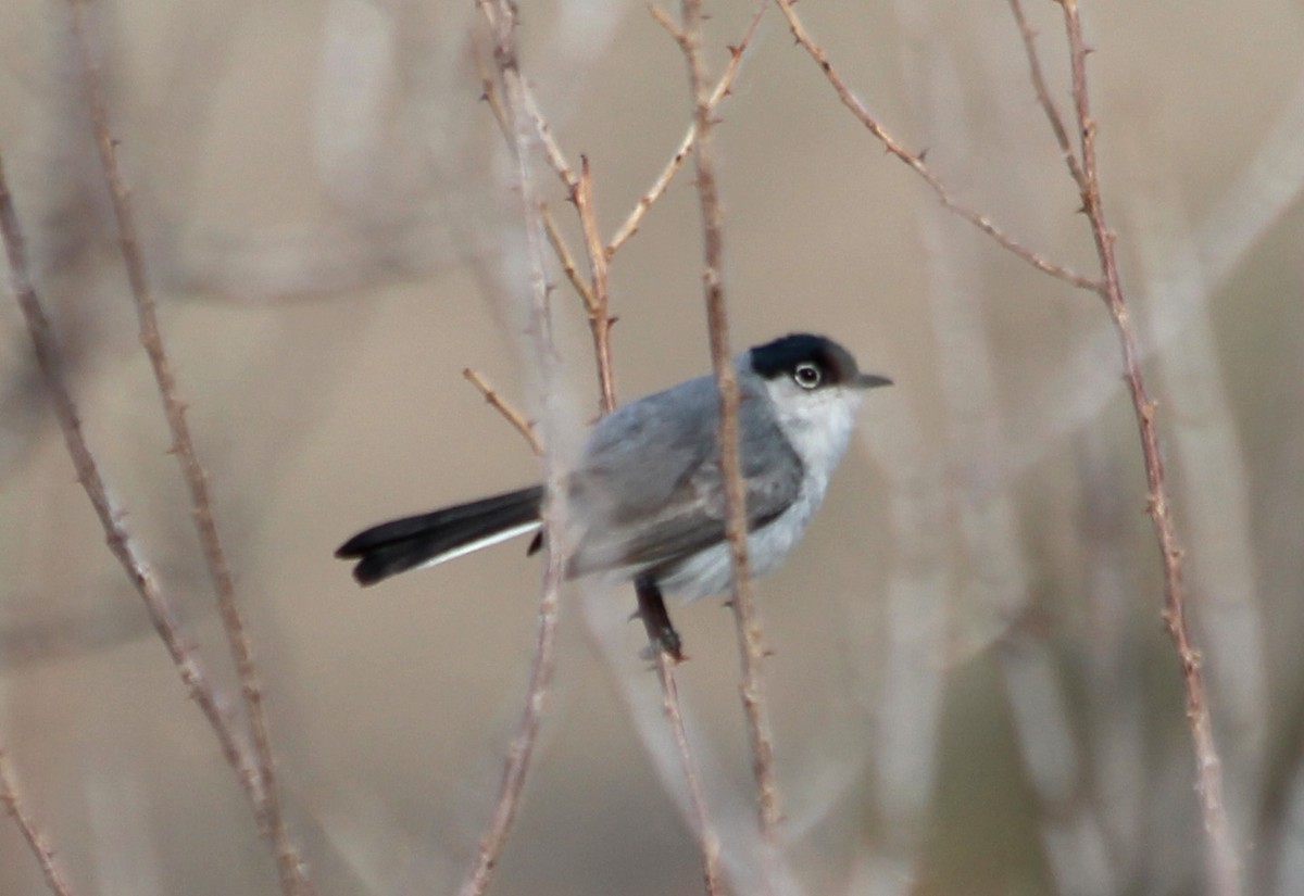 Black-tailed Gnatcatcher - ML101387551