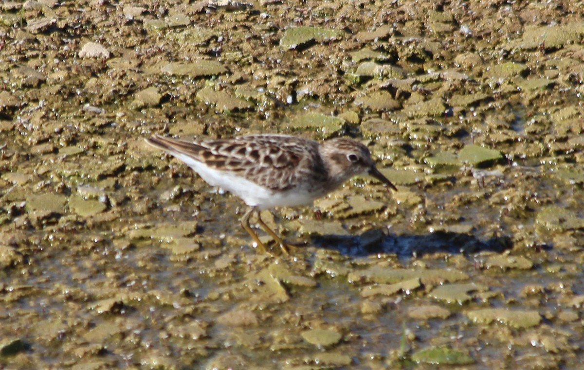 Least Sandpiper - Sara Danta