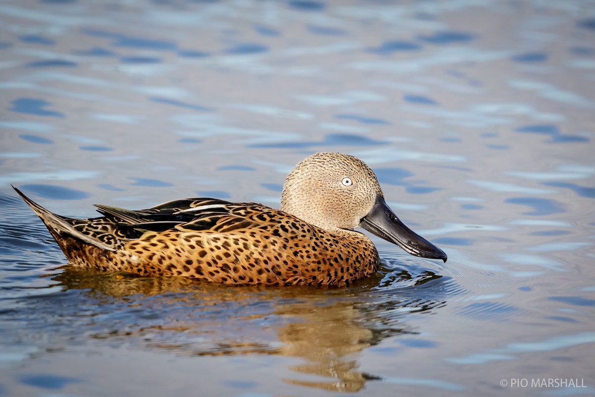 Red Shoveler - ML101387891