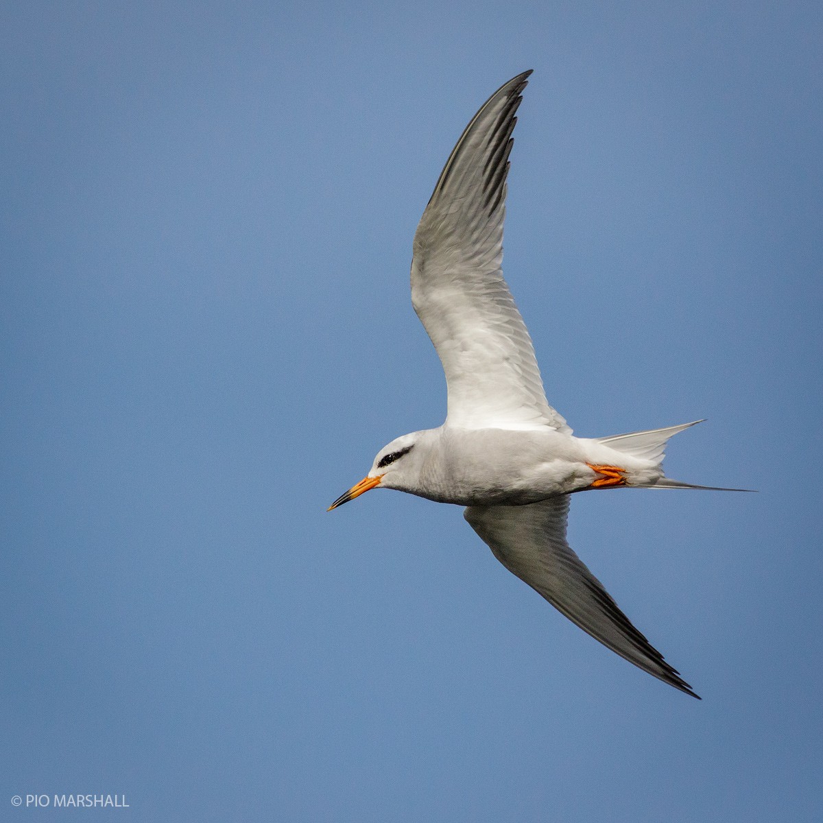 Snowy-crowned Tern - Pio Marshall