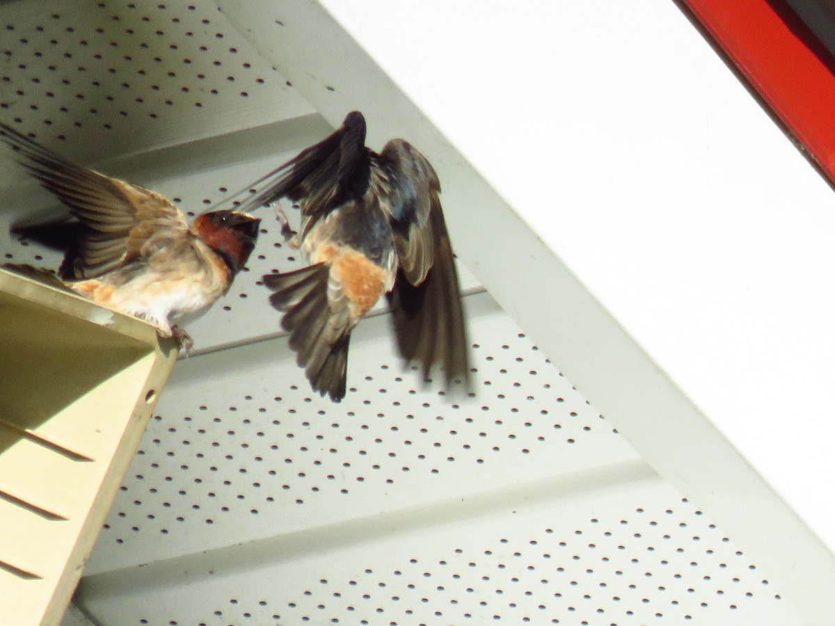 Cliff Swallow - ML101389201