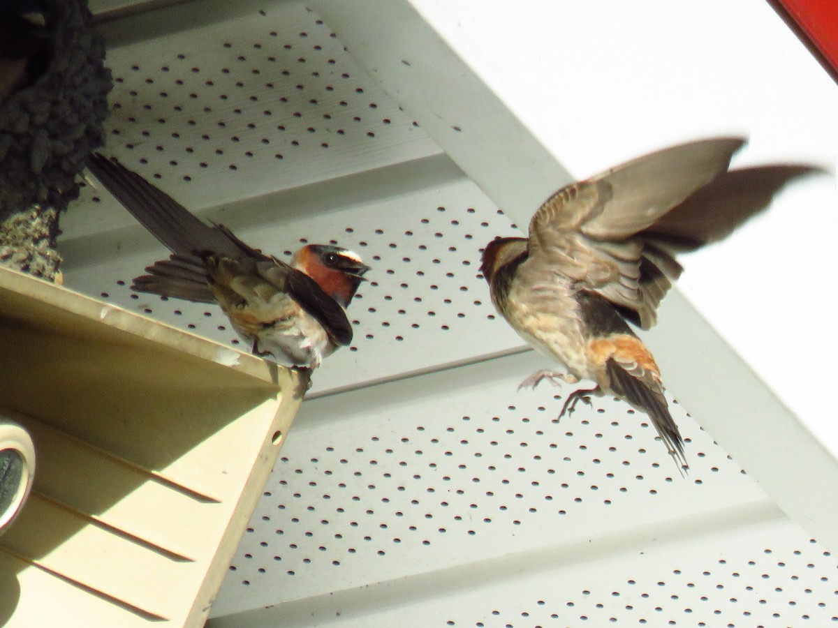 Cliff Swallow - ML101389211