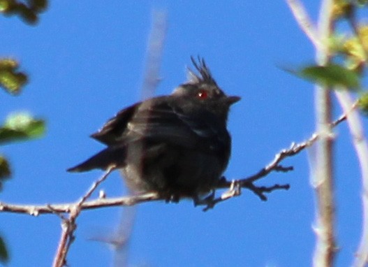 Trauerseidenschnäpper - ML101389231