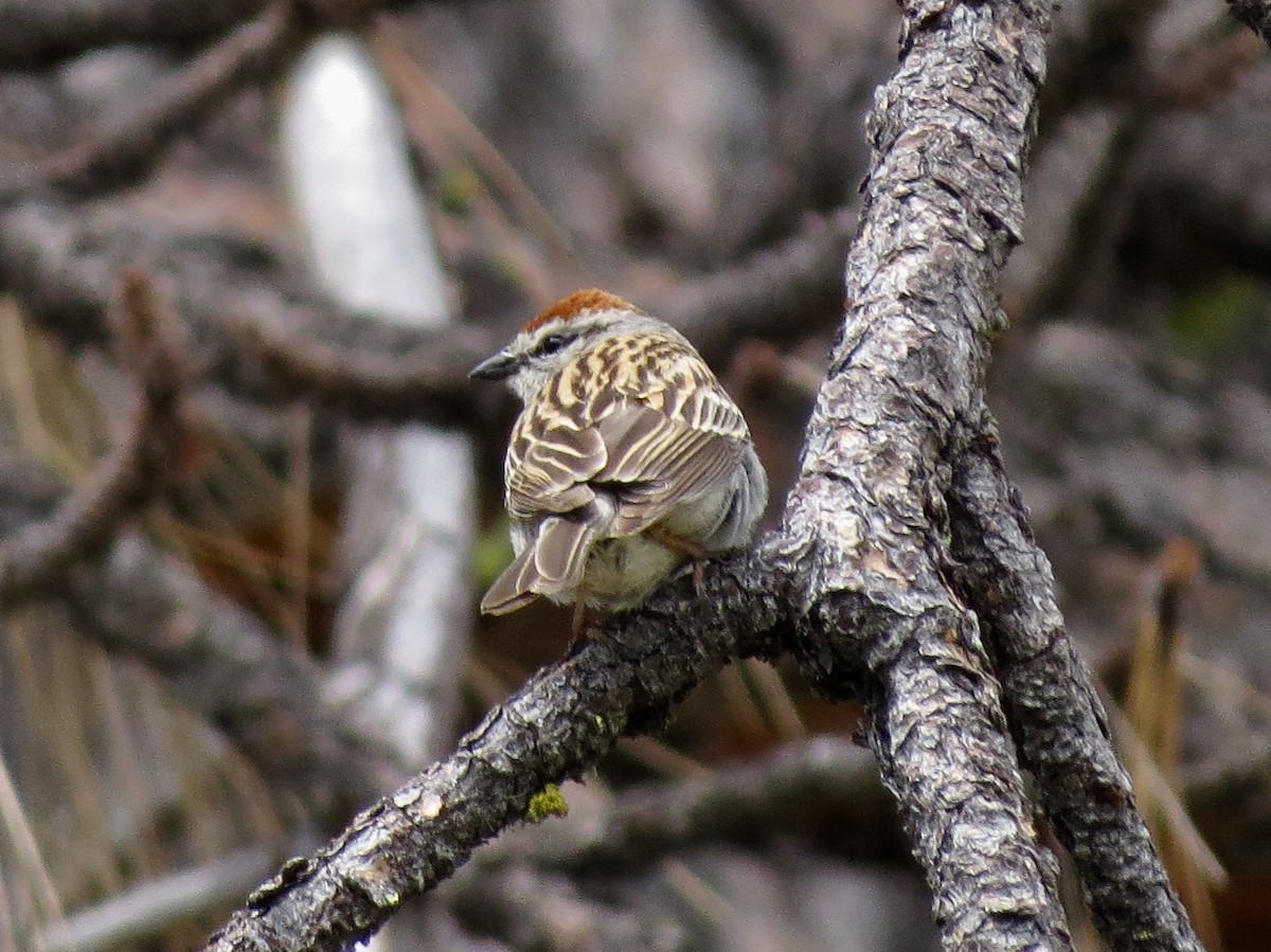 Chipping Sparrow - ML101389291