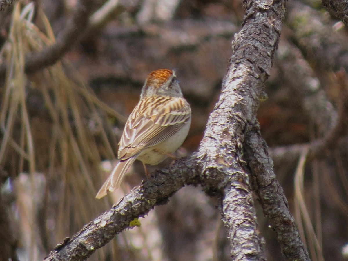 Chipping Sparrow - ML101389301