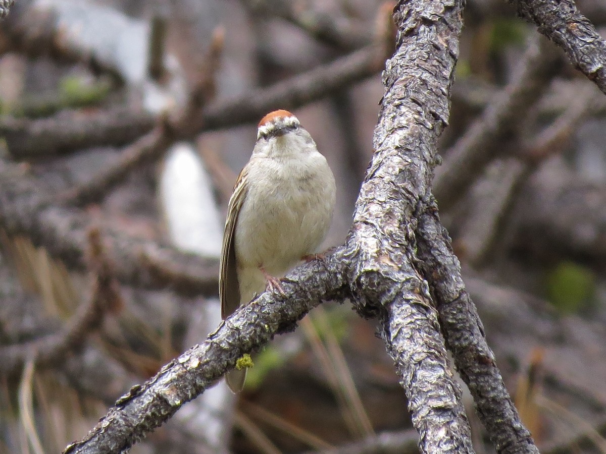 Chipping Sparrow - ML101389311