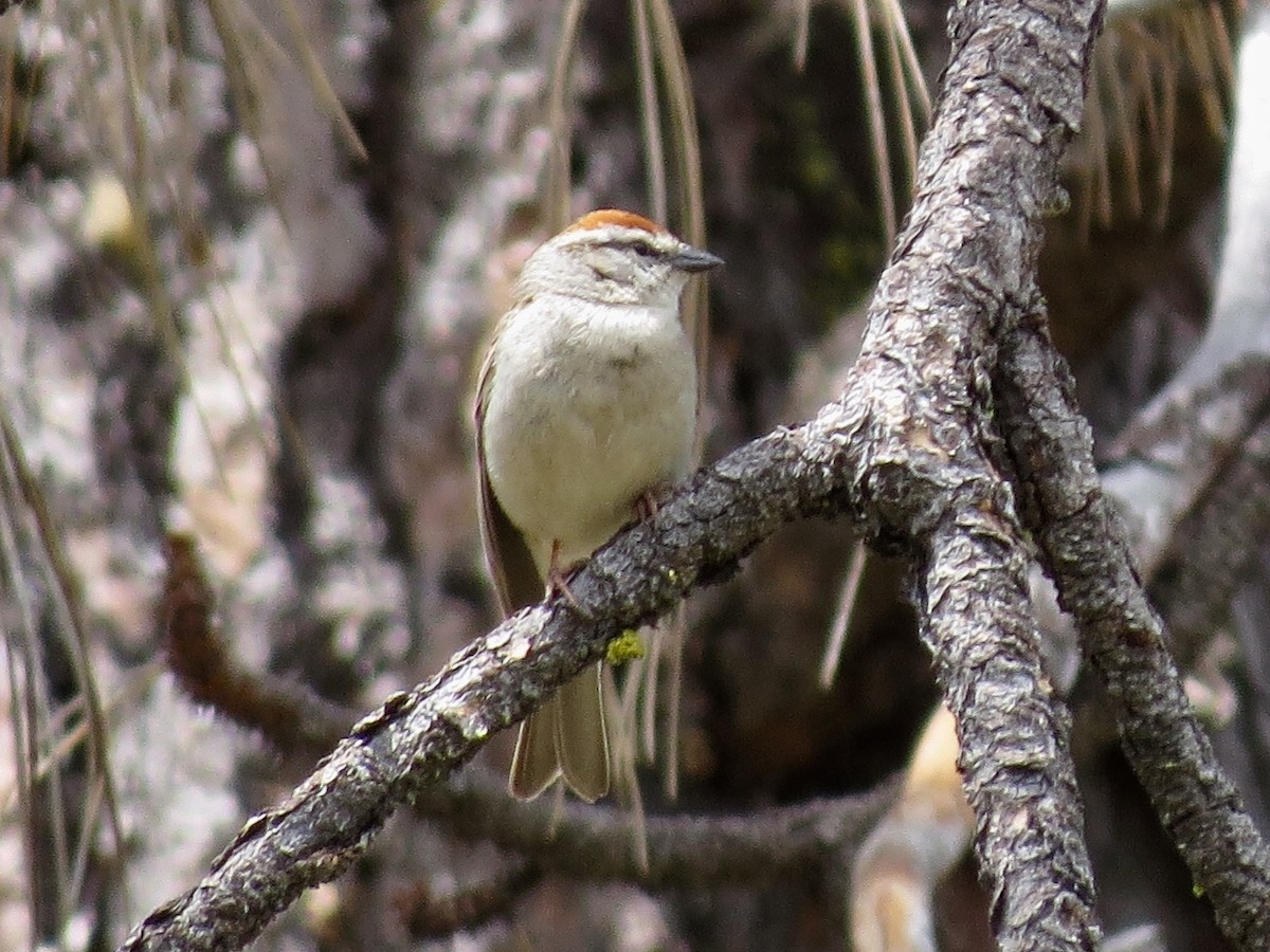 Chipping Sparrow - ML101390391