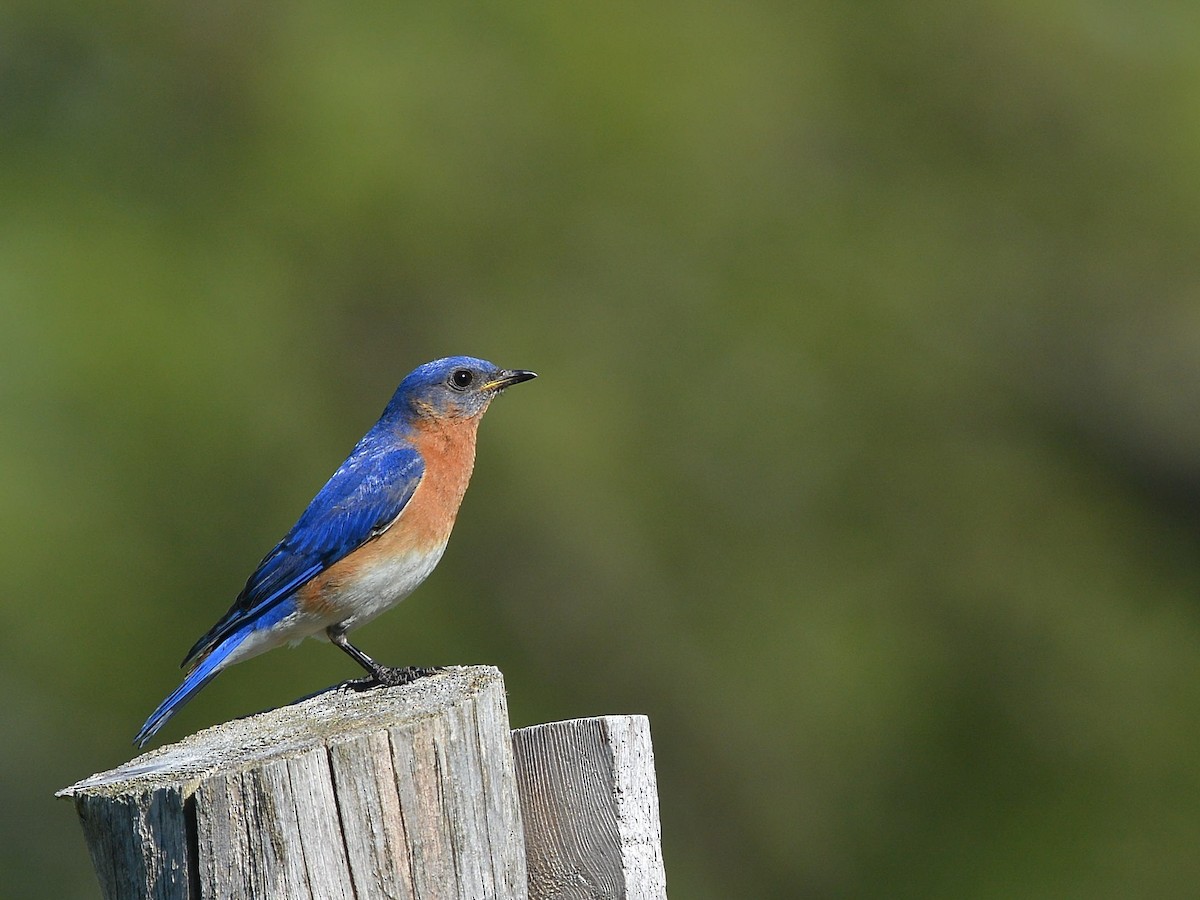 Eastern Bluebird - Daniel Campeau