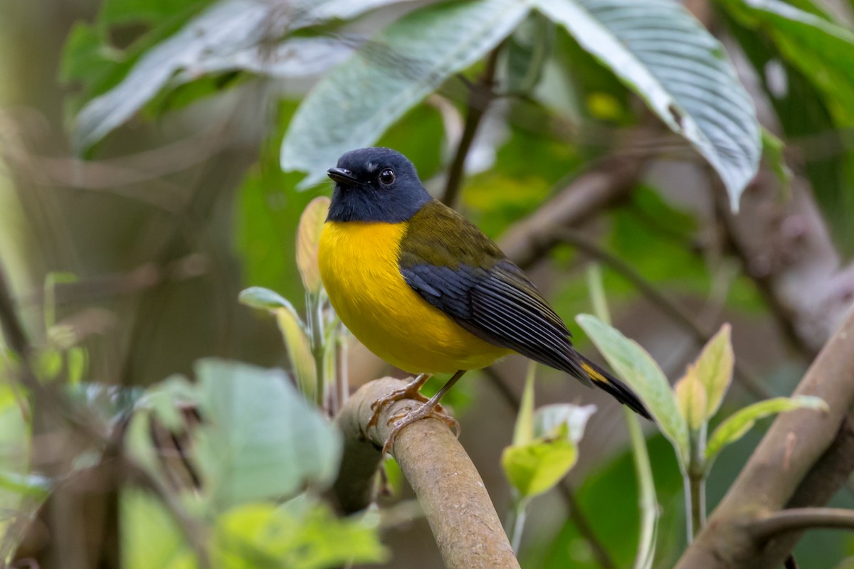 White-starred Robin - Christopher Sloan