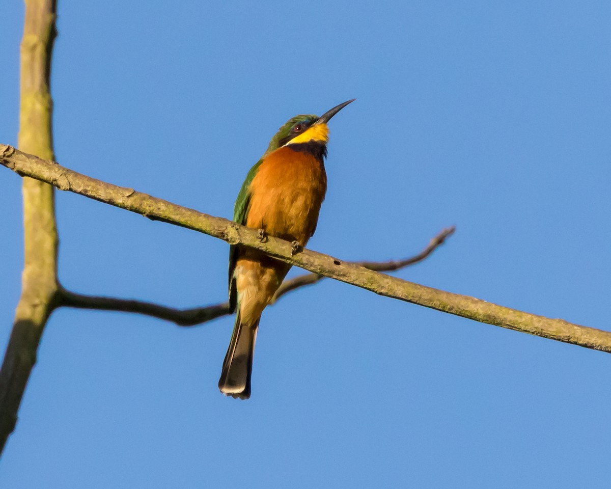 Cinnamon-chested Bee-eater - Christopher Sloan
