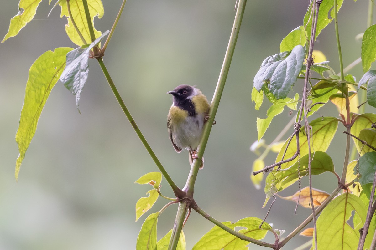 Black-faced Apalis - Christopher Sloan