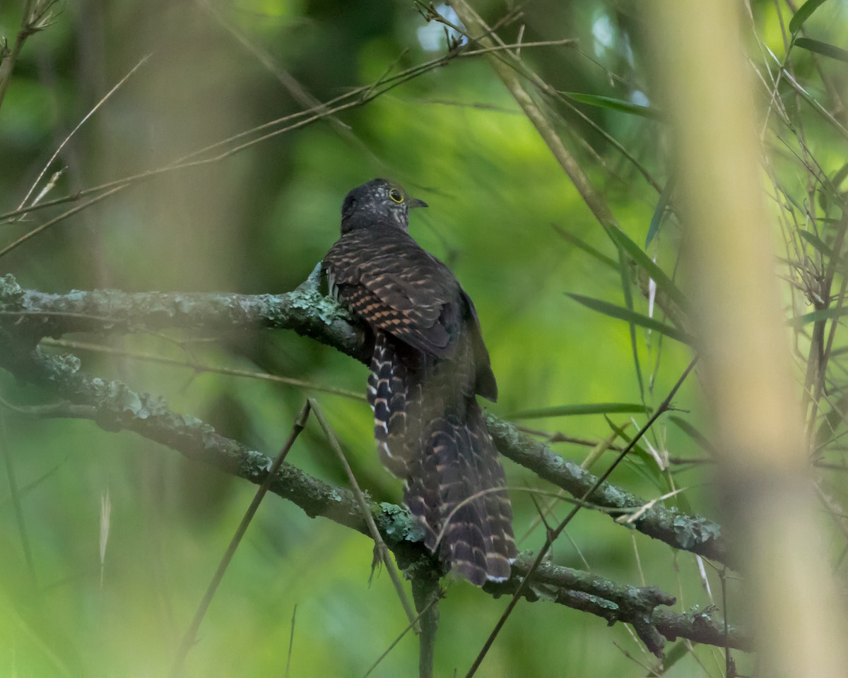 Barred Long-tailed Cuckoo - ML101393251