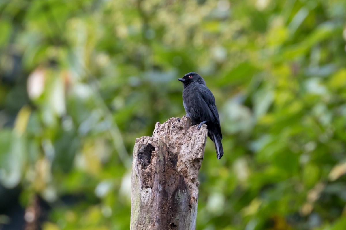 Dusky Tit - Christopher Sloan