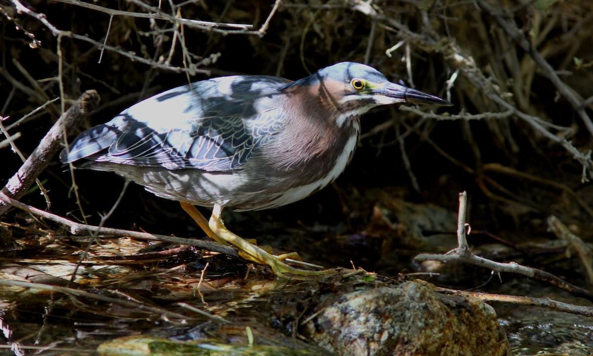 Green Heron - ML101395341