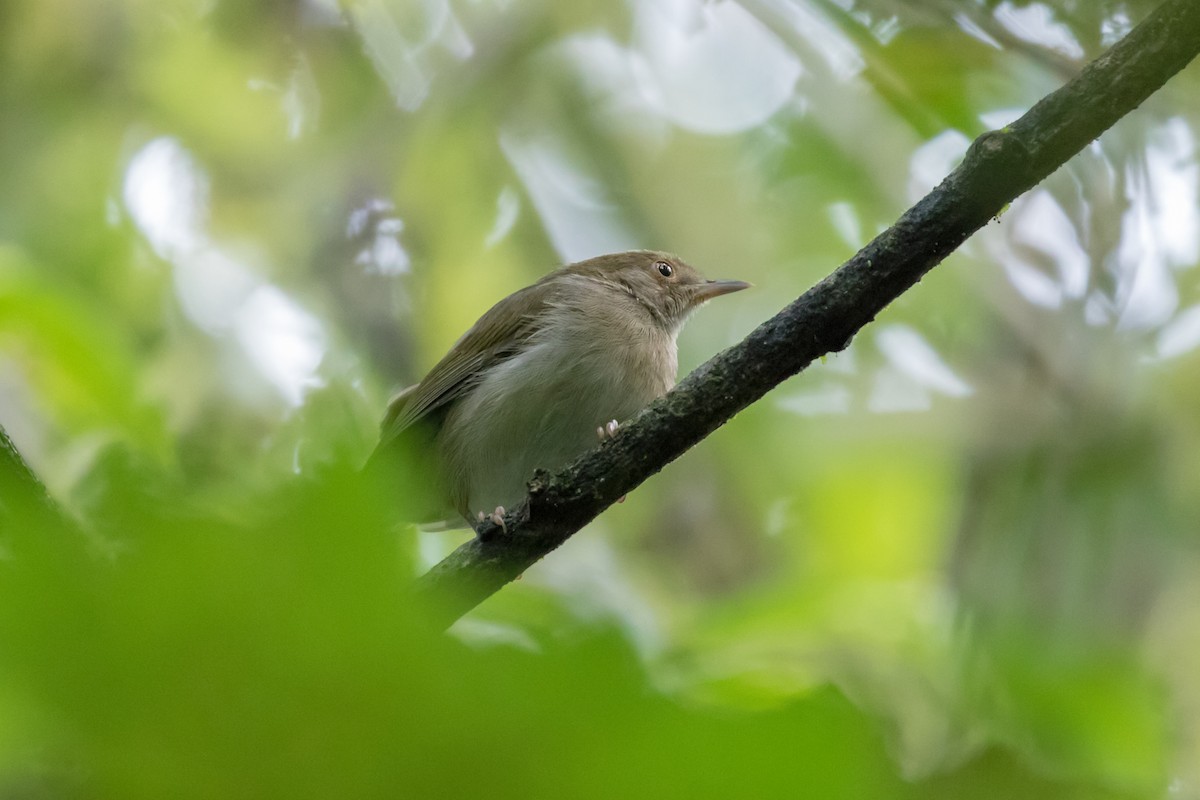 Olive-green Camaroptera - ML101395521