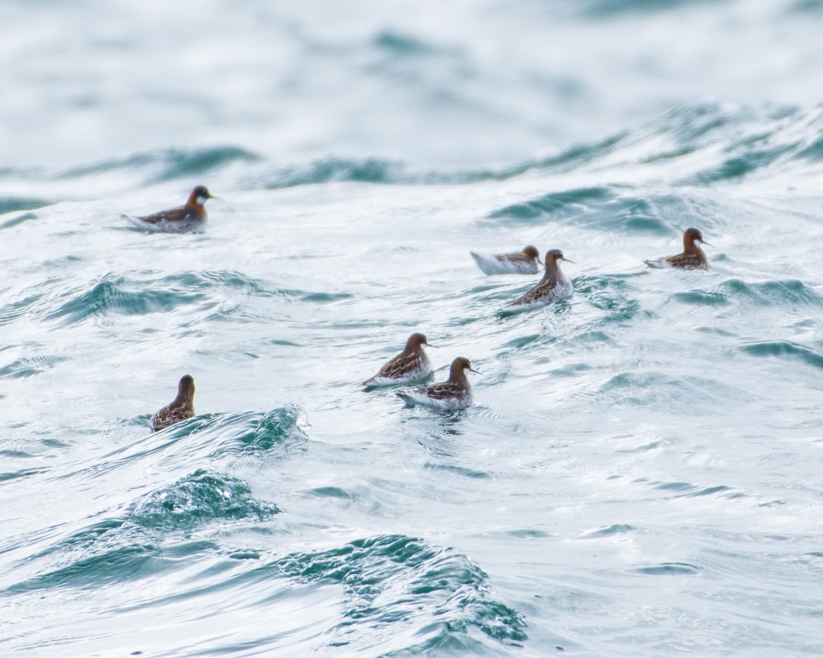 Red-necked Phalarope - Angela Calabrese