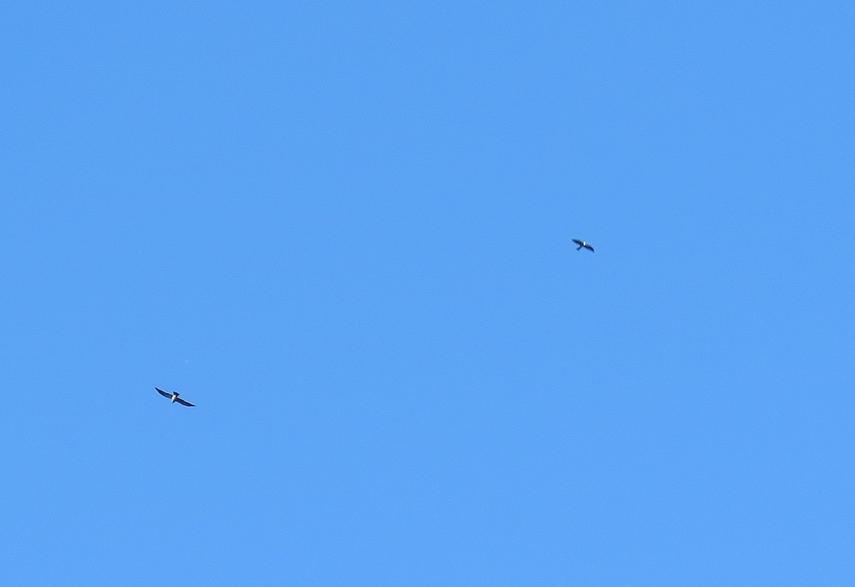 Mississippi Kite - ML101396071