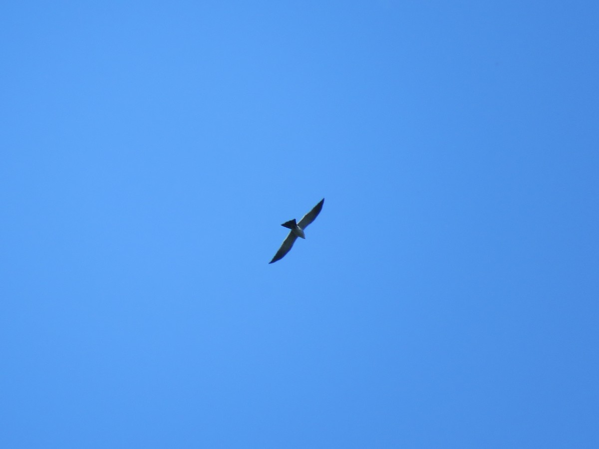 Mississippi Kite - ML101396171