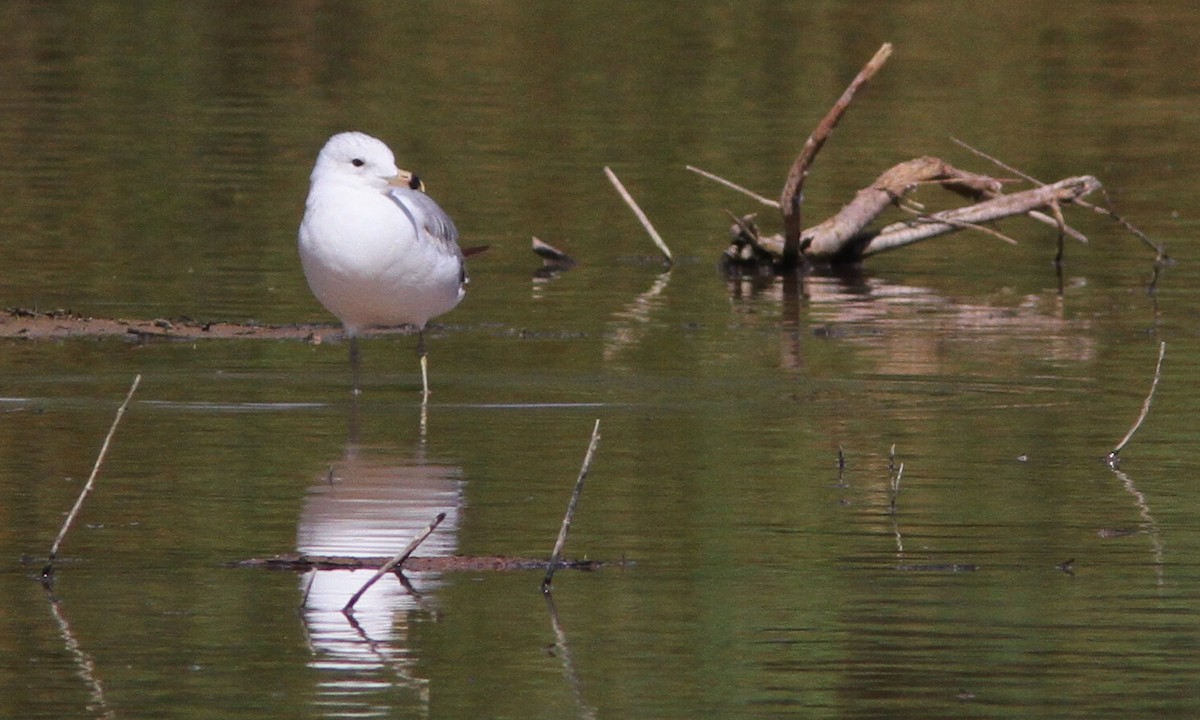 Ring-billed Gull - ML101396351