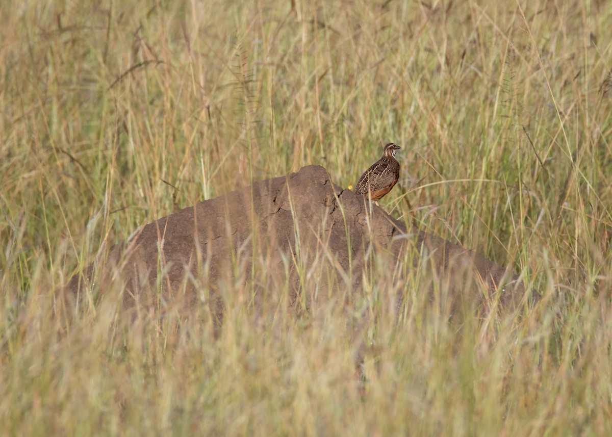 Harlequin Quail - ML101396631