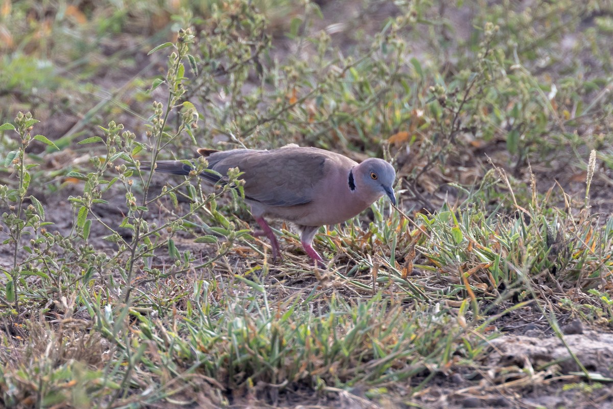 Mourning Collared-Dove - Christopher Sloan