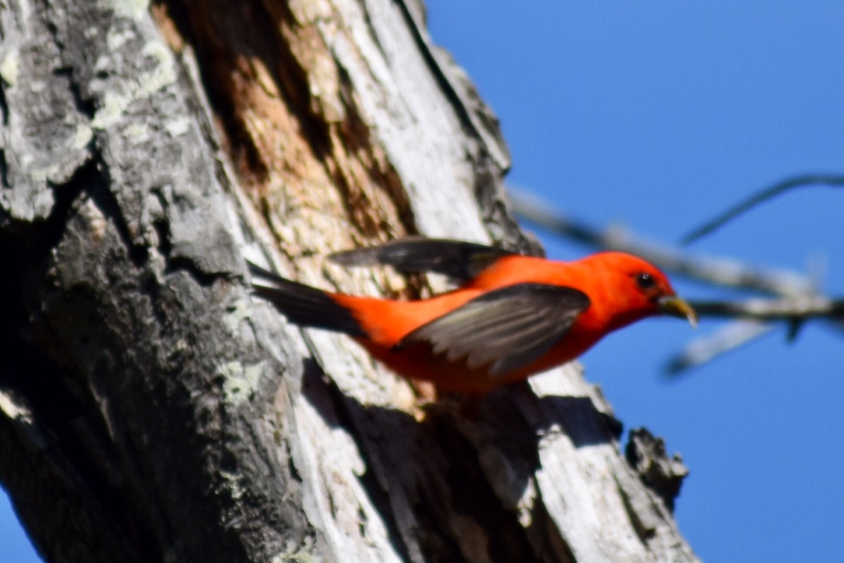 Scarlet Tanager - Steven Weiss