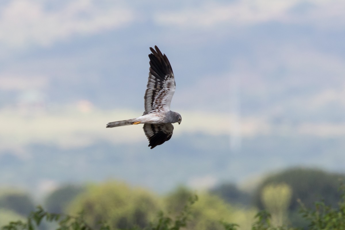 Montagu's Harrier - ML101397081