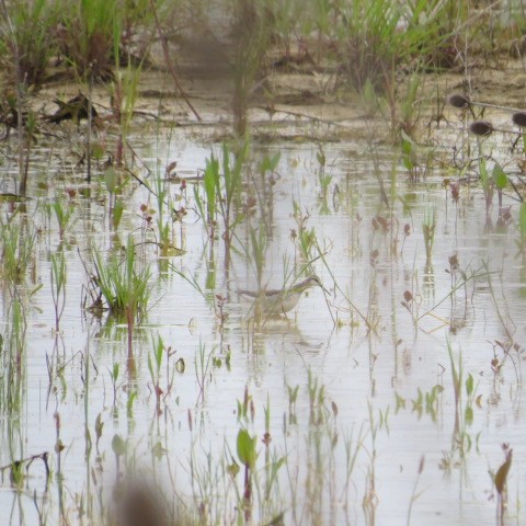 Wilson's Phalarope - ML101397871