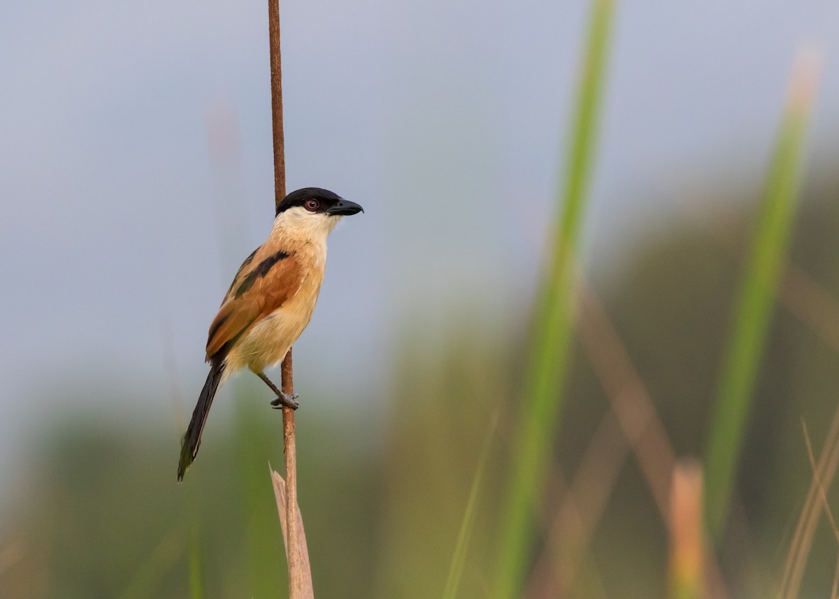 Marsh Tchagra - Christopher Sloan