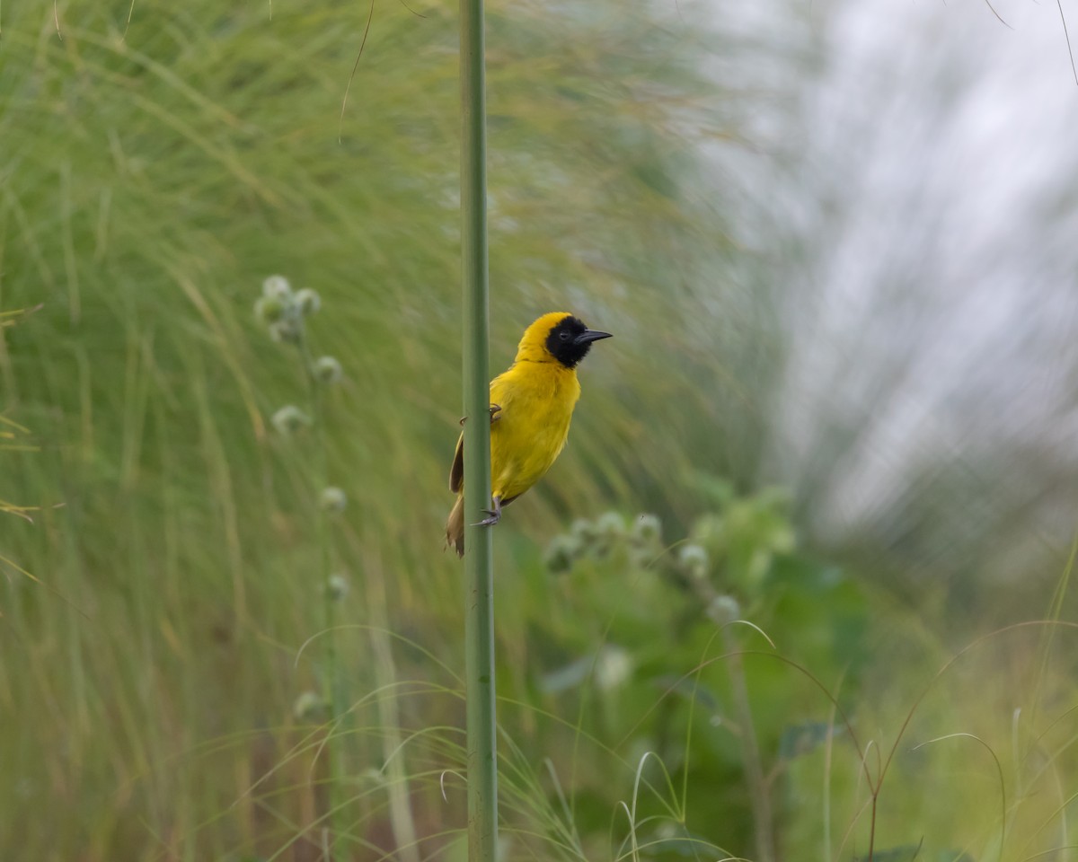 Slender-billed Weaver - ML101398661