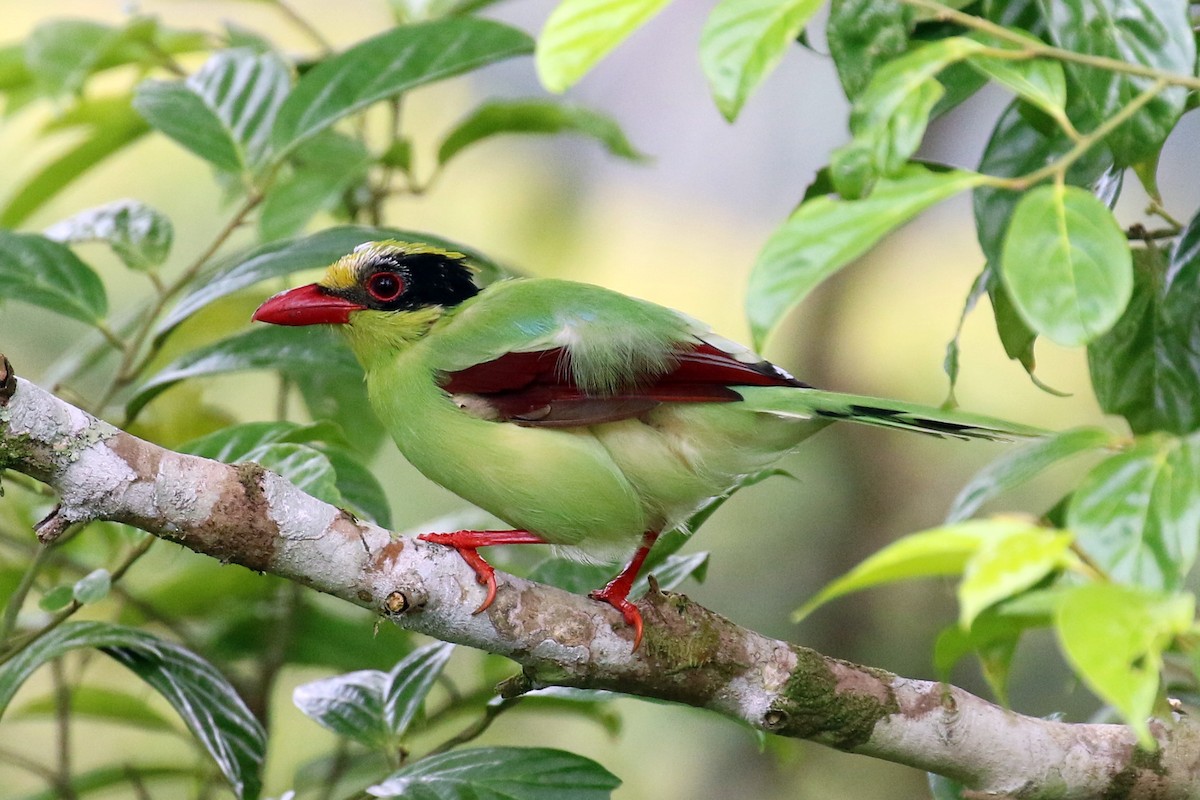 Common Green-Magpie - Dan Jones